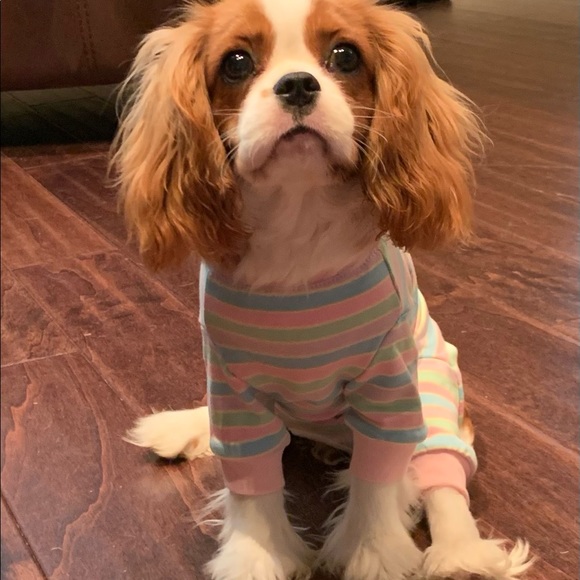 🐾 Meet your Posh Ambassador, Kim 🐾 - Picture 6 of 14